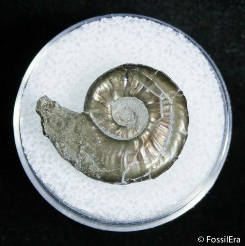Small Pyritized Jurassic Ammonite Cheltonia - England #2397